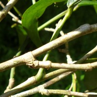 Pothos remotiflorus Hook.